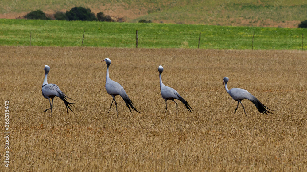 Flock of Blue Crane in South Africa. Flock of Blue Crane in South Africa.