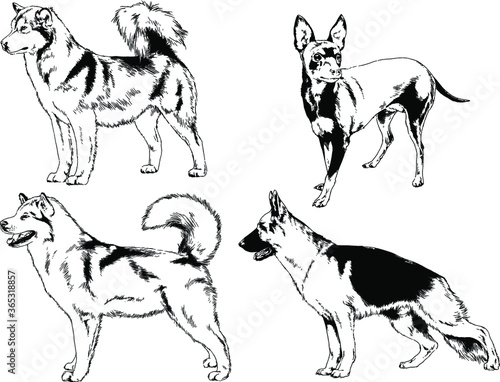 vector drawings sketches pedigree dogs in the racks drawn in ink by hand   objects with no background