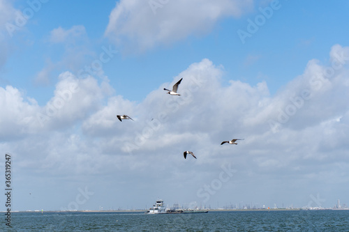 Birds flying around at a local Texas beach.