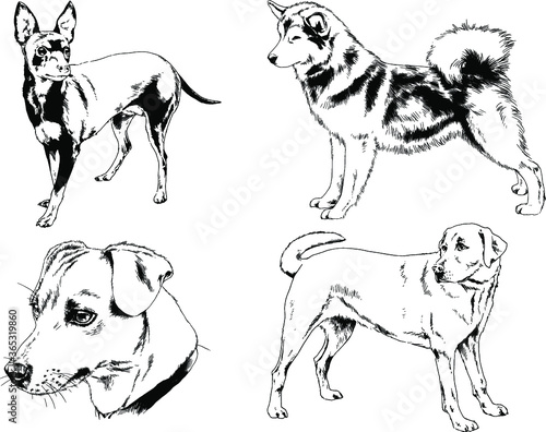 vector drawings sketches pedigree dogs and cats  drawn in ink by hand , objects with no background