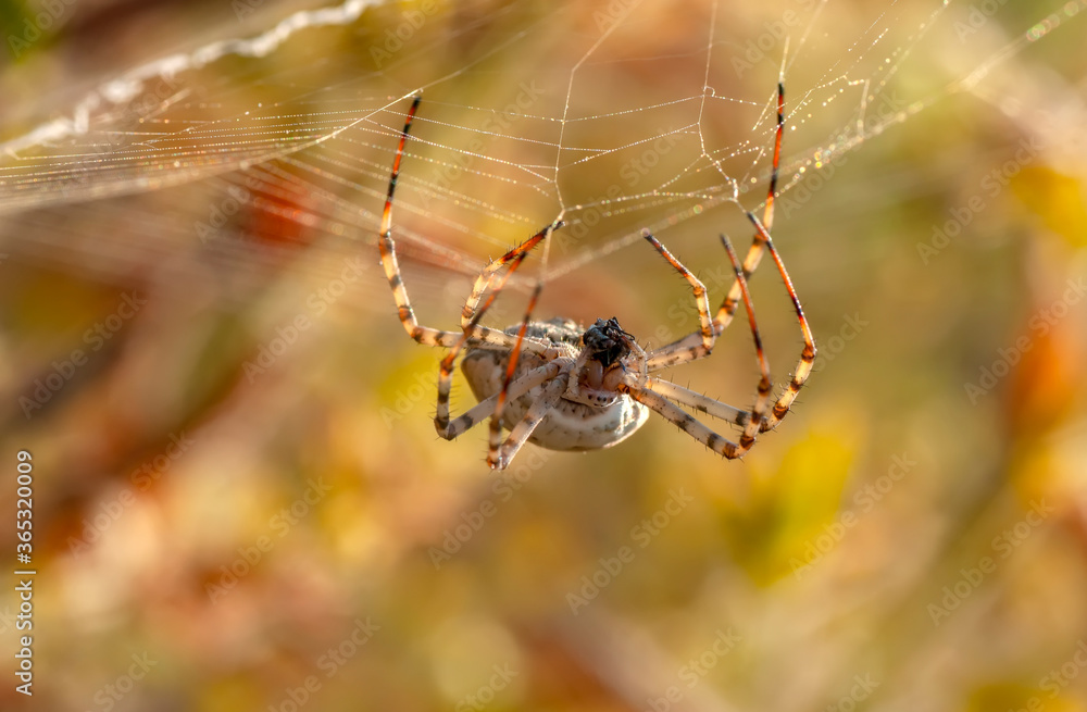 Beautiful spider feasting grasshopper on a spider web . Beautiful spider on a spider web Beautiful spider feasting grasshopper on a spider web . Beautiful spider on a spider web
