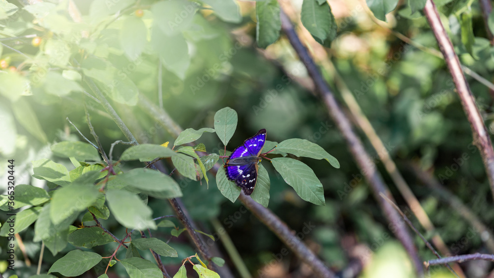 butterfly on a green leaf, beautiful bokeh butterfly on a green leaf, beautiful bokeh