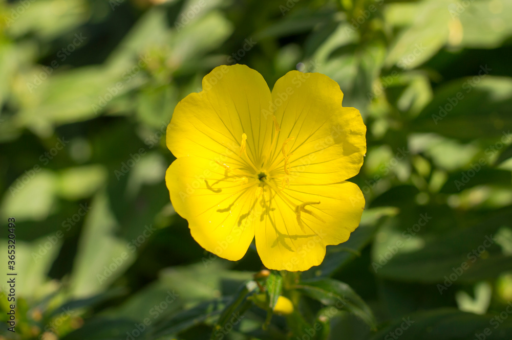 yellow flowers on a background of greenery yellow flowers on a background of greenery