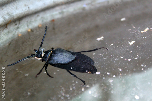 a large black beetle floats in the water 
