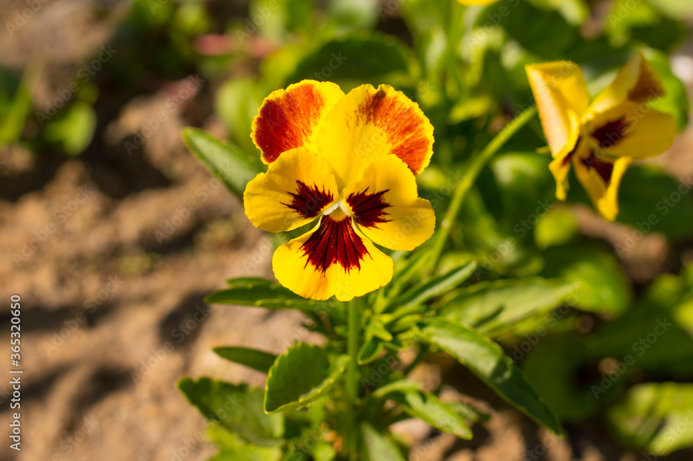 yellow flowers on a background of greenery yellow flowers on a background of greenery