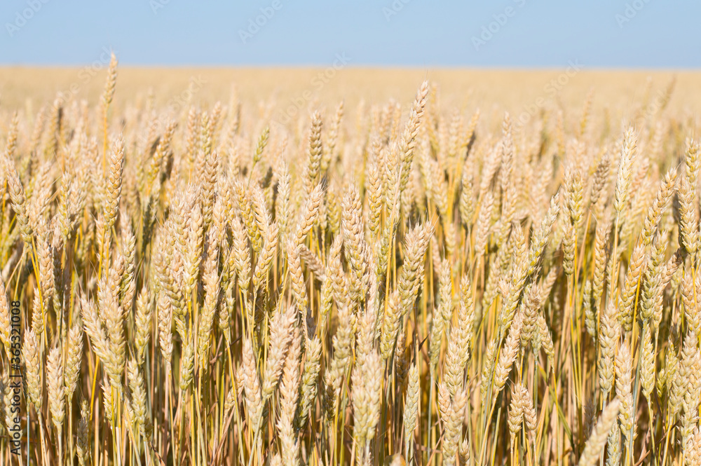 Naklejka premium spikelets of wheat against the blue sky