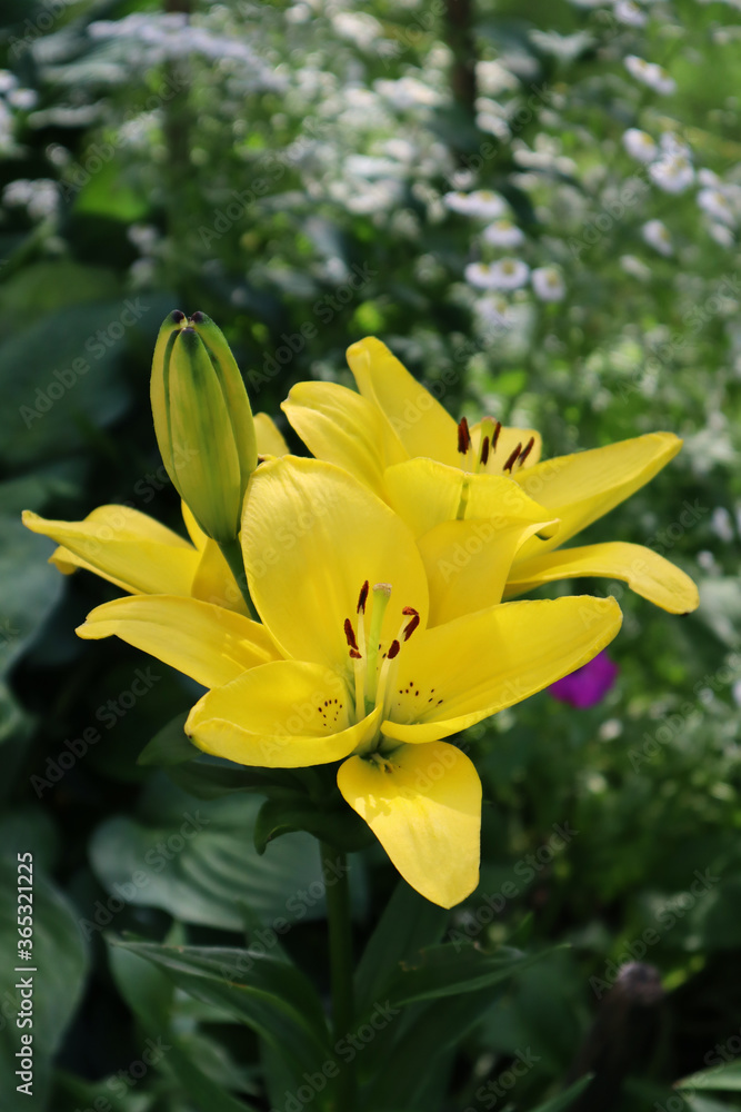 Yellow lily flowers in the garden Yellow lily flowers in the garden