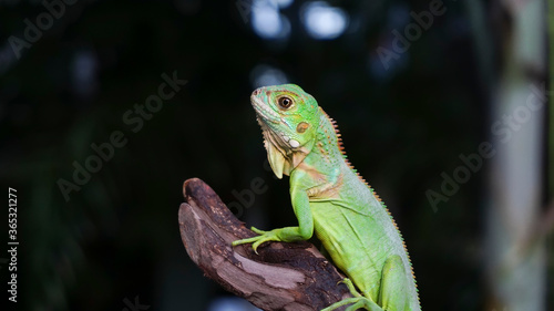 Closeup photo of Green iguana also known as the American iguana is a lizard reptile in the genus Iguana in the iguana family. And in the subfamily Iguanidae.