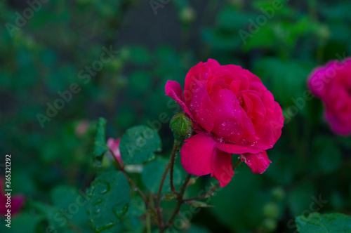 rose bud on a background of leaves