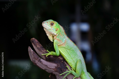 Closeup photo of Green iguana also known as the American iguana is a lizard reptile in the genus Iguana in the iguana family. And in the subfamily Iguanidae.