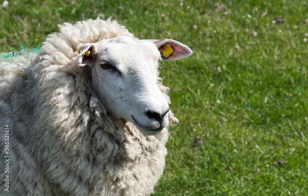 Das Schaf ungeschoren im Sommer Das Schaf ungeschoren im Sommer