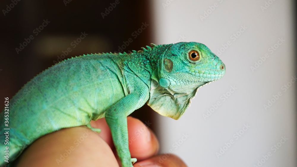 Closeup photo of Green iguana also known as the American iguana is a lizard reptile in the genus Iguana in the iguana family. And in the subfamily Iguanidae. Closeup photo of Green iguana also known as the American iguana is a lizard reptile in the genus Iguana in the iguana family. And in the subfamily Iguanidae.