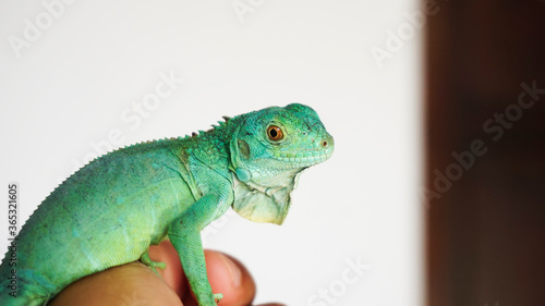Closeup photo of Green iguana also known as the American iguana is a lizard reptile in the genus Iguana in the iguana family. And in the subfamily Iguanidae.