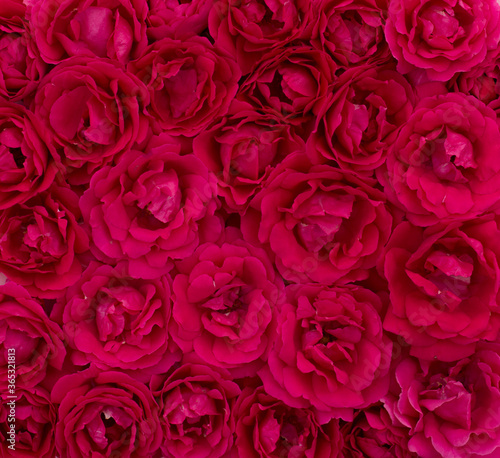 background of a red shade of color from roses