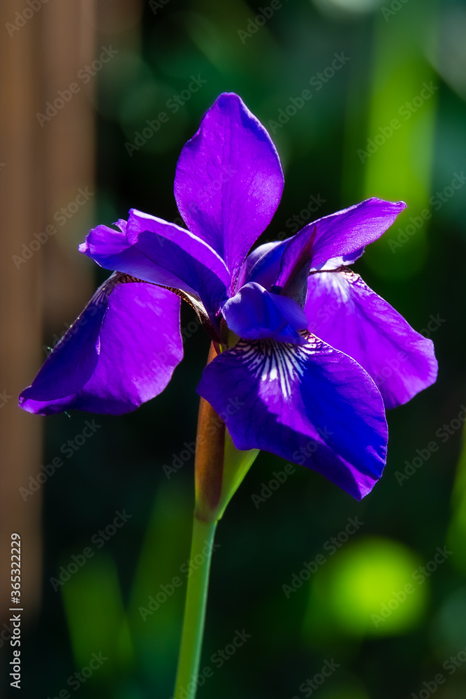 015-flower_iris-ankeny-08x12-008-400-6996