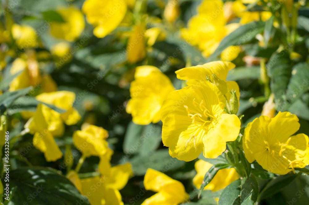 yellow flowers on a background of greenery yellow flowers on a background of greenery
