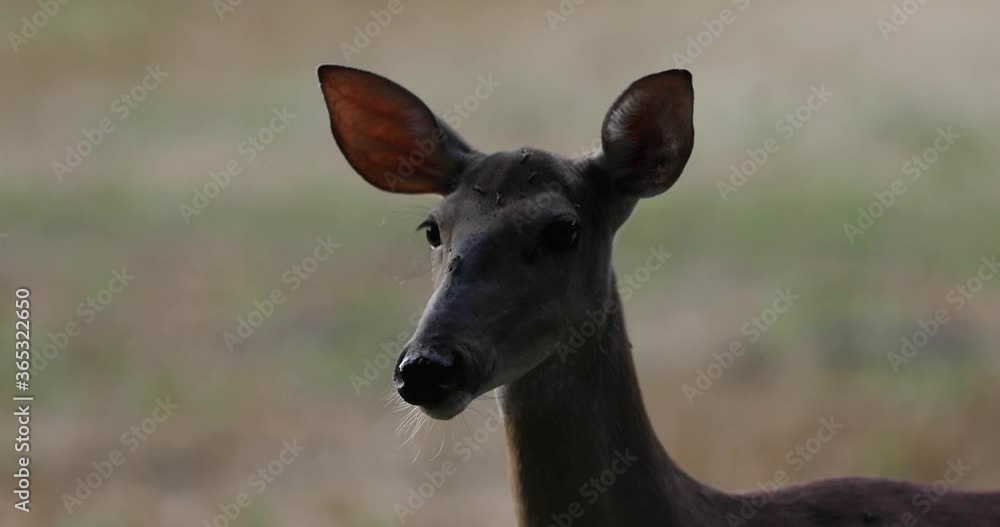 Close up portrait of white tailed deer with ears twitching looking alert Close up portrait of white tailed deer with ears twitching looking alert