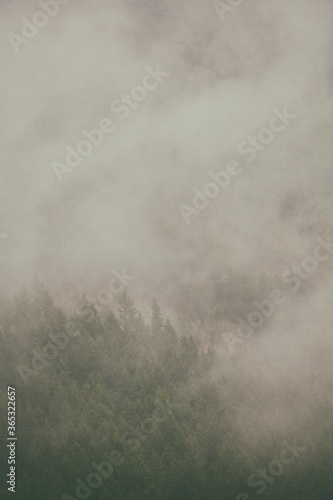 Very foggy day covers North Cascade forest