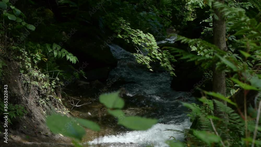 waterfall in the forest