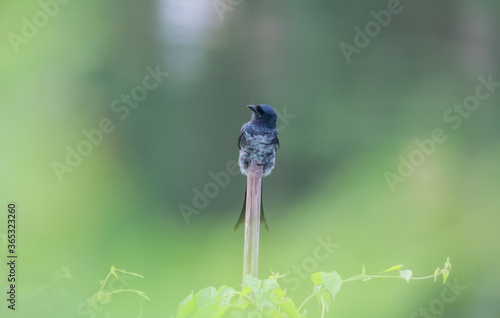 A wild bird on the bamboo  at natureal habit . photo