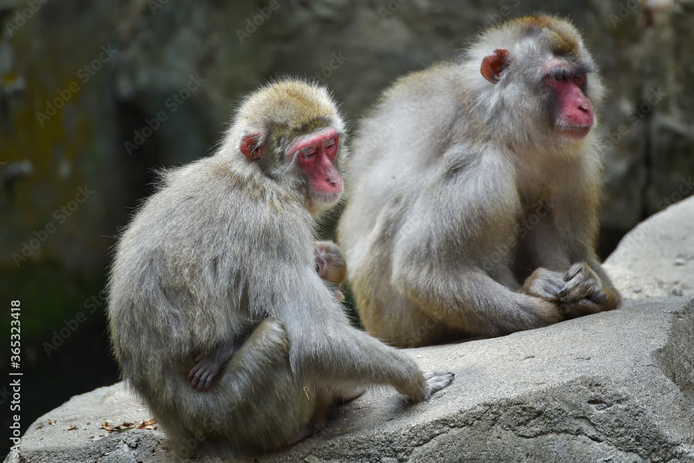 The Japanese macaque also known as the snow monkey,