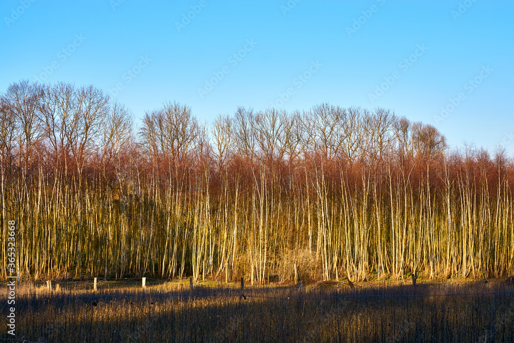 The evening sun illuminates a forest glade on a pasture.