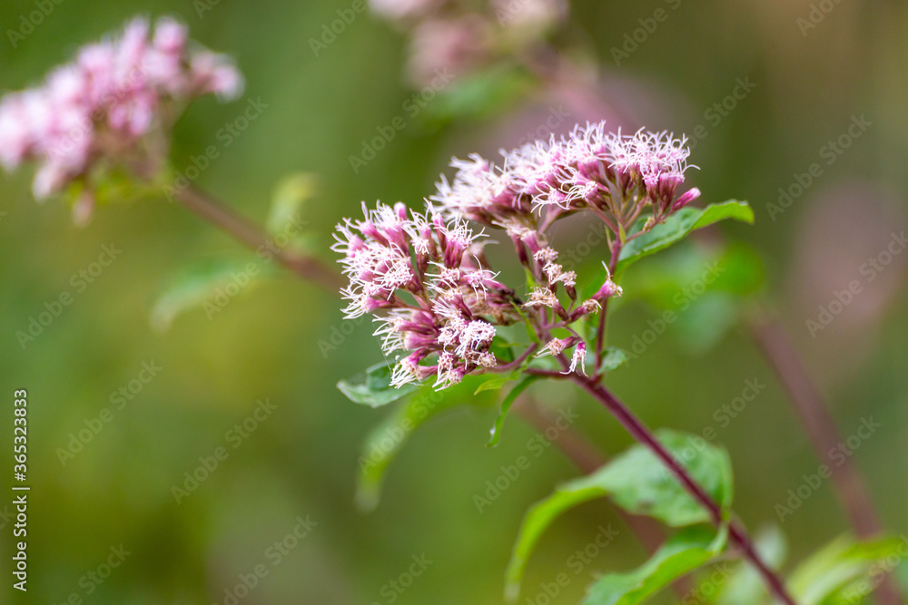 Boneset flowers closeup. Medical herbs series. Boneset flowers closeup. Medical herbs series.