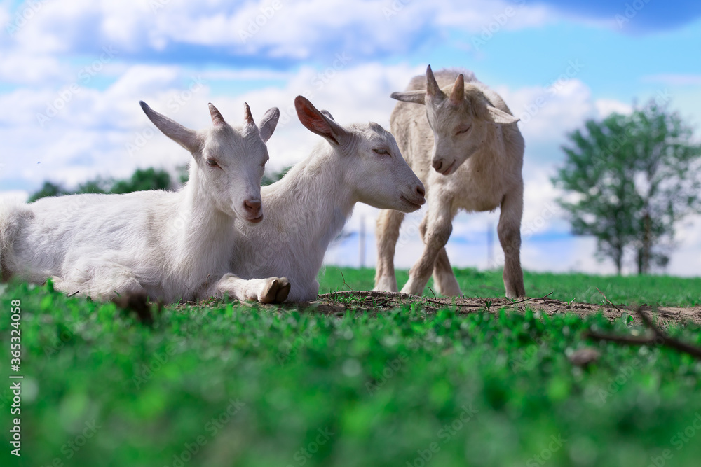 Fototapeta premium Three white goat kids lie on green grass against blue sky