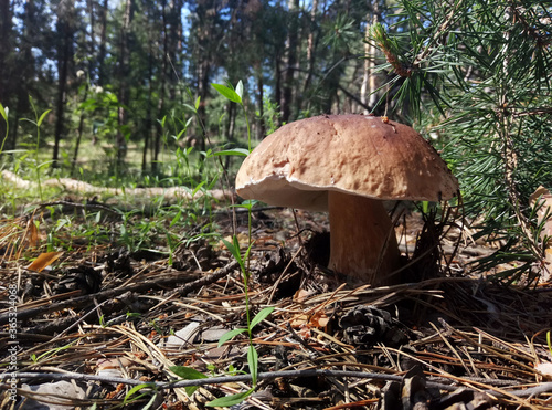 Big porcini mushroom under pine tree