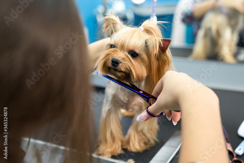 Female groomer haircut yorkshire terrier on the table for grooming in the beauty salon for dogs. Process of final shearing of a dog's hair with scissors