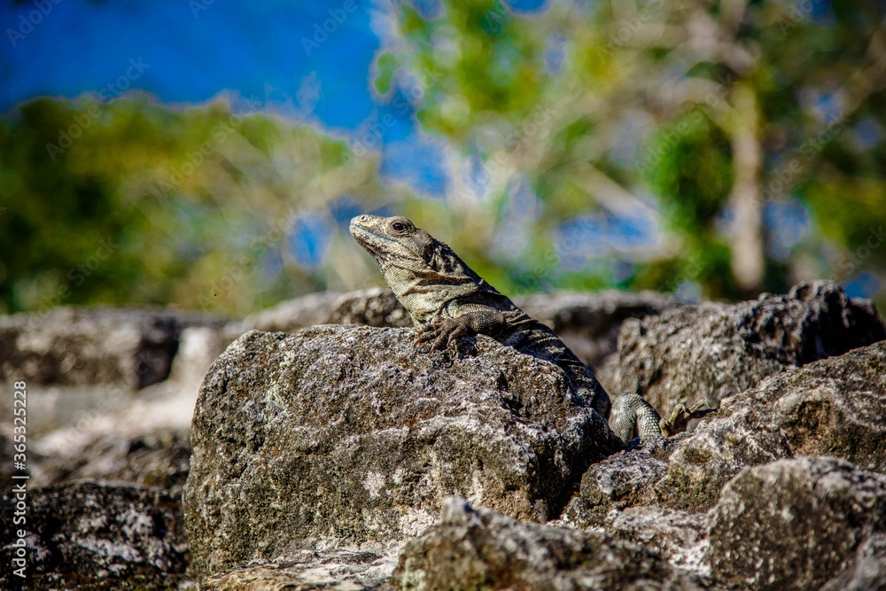 Bossy looking Iguana in ruins of Tulum lightned by sun, Mexico Bossy looking Iguana in ruins of Tulum lightned by sun, Mexico