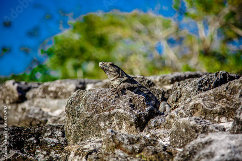 Bossy looking Iguana in ruins of Tulum lightned by sun, Mexico