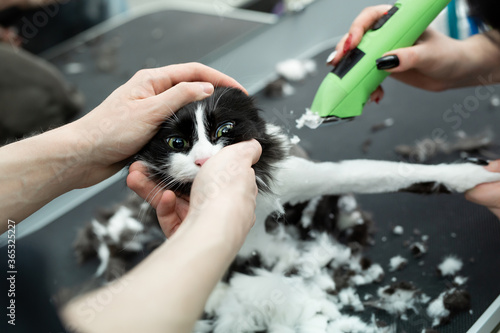 Cat grooming in pet beauty salon. Grooming master cuts and shaves a cat  cares for a cat. The vet uses an electric shaving machine for the cat