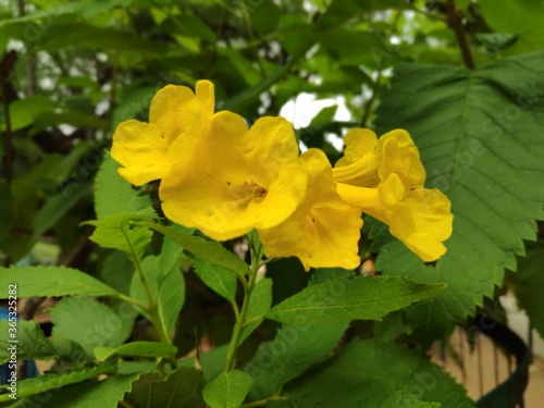 yellow flowers in the garden