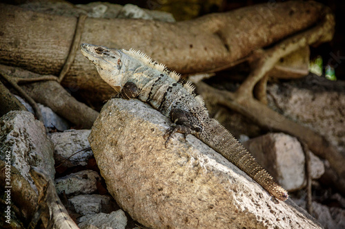 Bossy looking Iguana in ruins of Tulum lightned by sun, Mexico