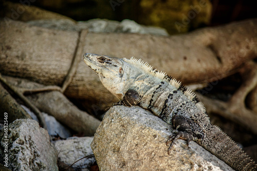 Bossy looking Iguana in ruins of Tulum lightned by sun, Mexico