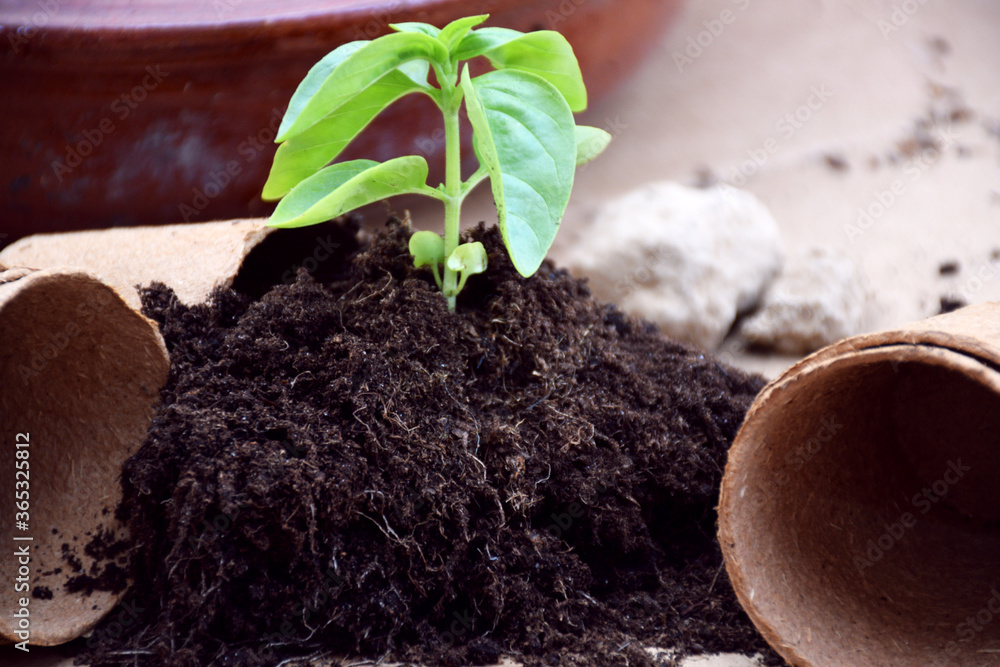 Brote de albahaca entre varias pequeñas macetas ecológicas y biodegradables  , siendo trasplantada. foto de Stock | Adobe Stock