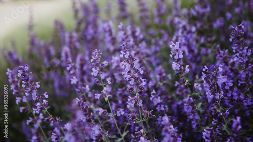Natural flower background. Close -up purple lavender flowers blooming in garden