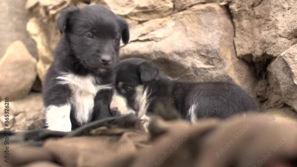 Small Solitary Puppies Abandoned in the Middle of the Altiplano Small Solitary Puppies Abandoned in the Middle of the Altiplano