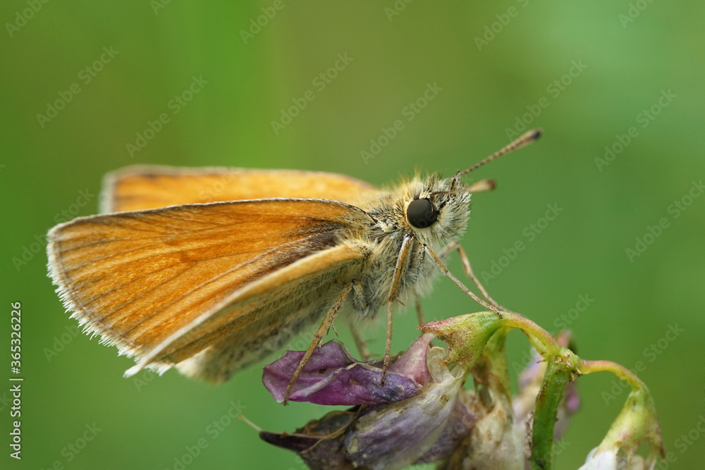 Schmetterling - Rostfarbiger Dickkopf auf einer Blume
