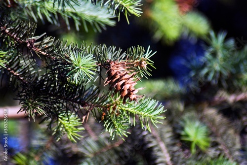 Close up of pine needles