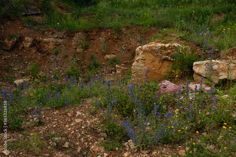 A stony clay hill overgrown with meadow grasses and flowers. A stony clay hill overgrown with meadow grasses and flowers.
