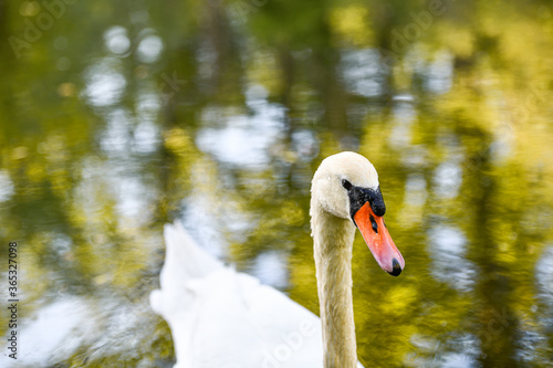 Portrait beings Schwans im Wasser photo