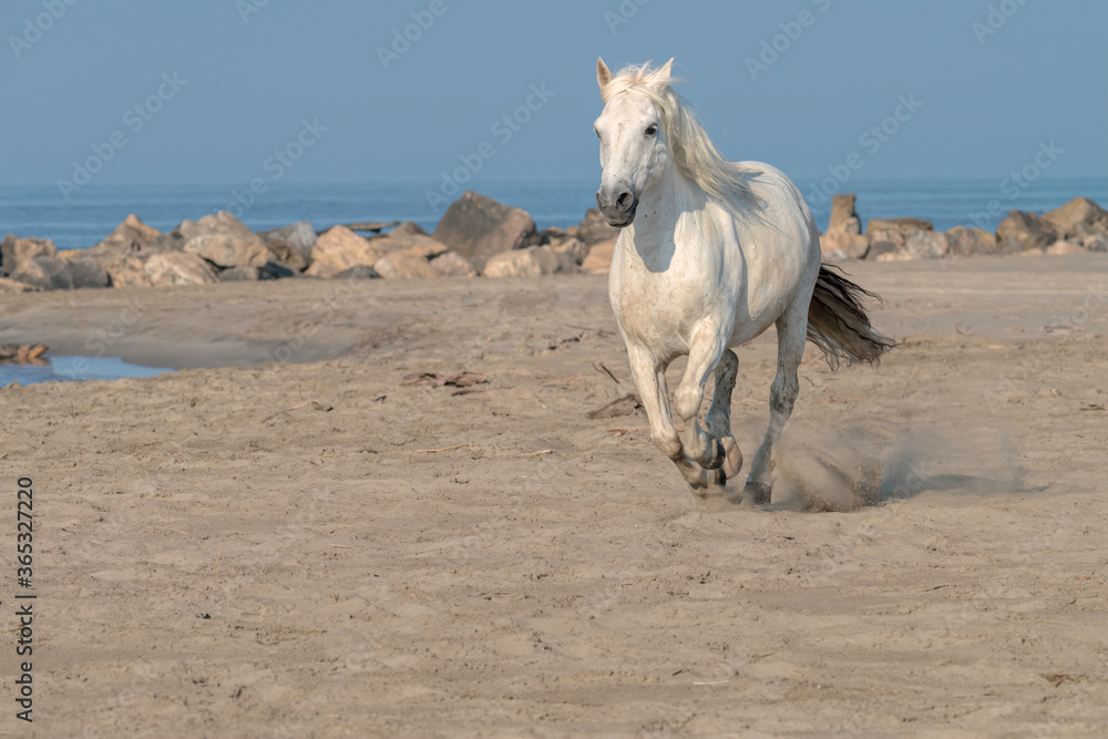 White Horse Running on the Beach, Kicking up Sand White Horse Running on the Beach, Kicking up Sand