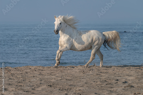 White Horse Running on the Beach, Kicking up Sand. Image taken in the Camargue region of France.
