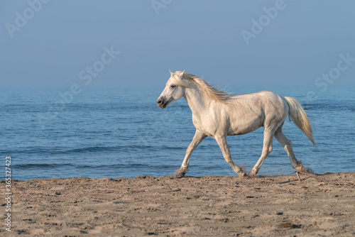 White Horse Running on the Beach, Kicking up Sand