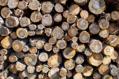 Bigh bright pile of fresh cutted wood in the deforested forest. Wood background   texture   pattern   wallpaper 