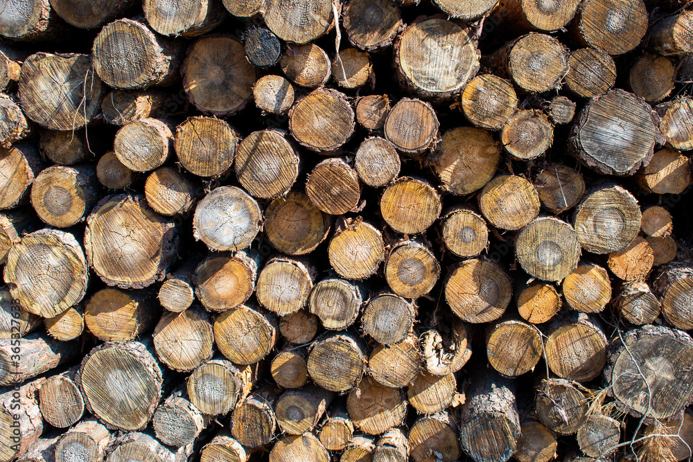 Bigh bright pile of fresh cutted wood in the deforested forest. Wood background / texture / pattern / wallpaper
Bigh bright pile of fresh cutted wood in the deforested forest. Wood background / texture / pattern / wallpaper