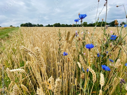 Getreidefeld vorne Kornblumen photo