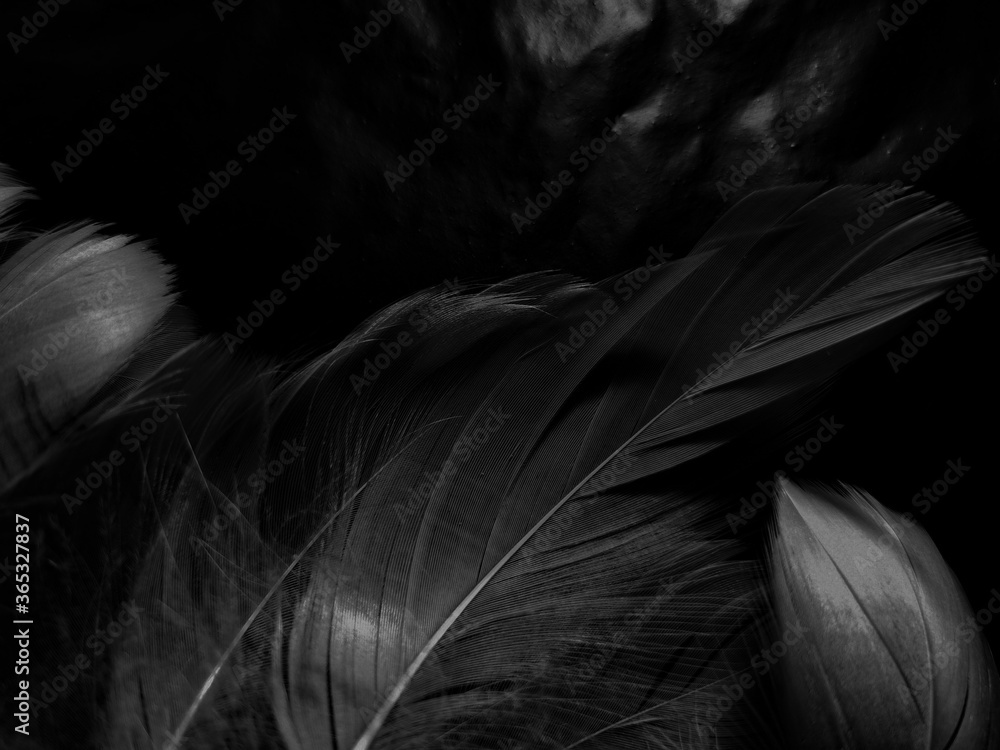 Obraz premium Beautiful abstract white feathers on black background and soft black feather texture on white pattern and light background, gray feather background, gray banners